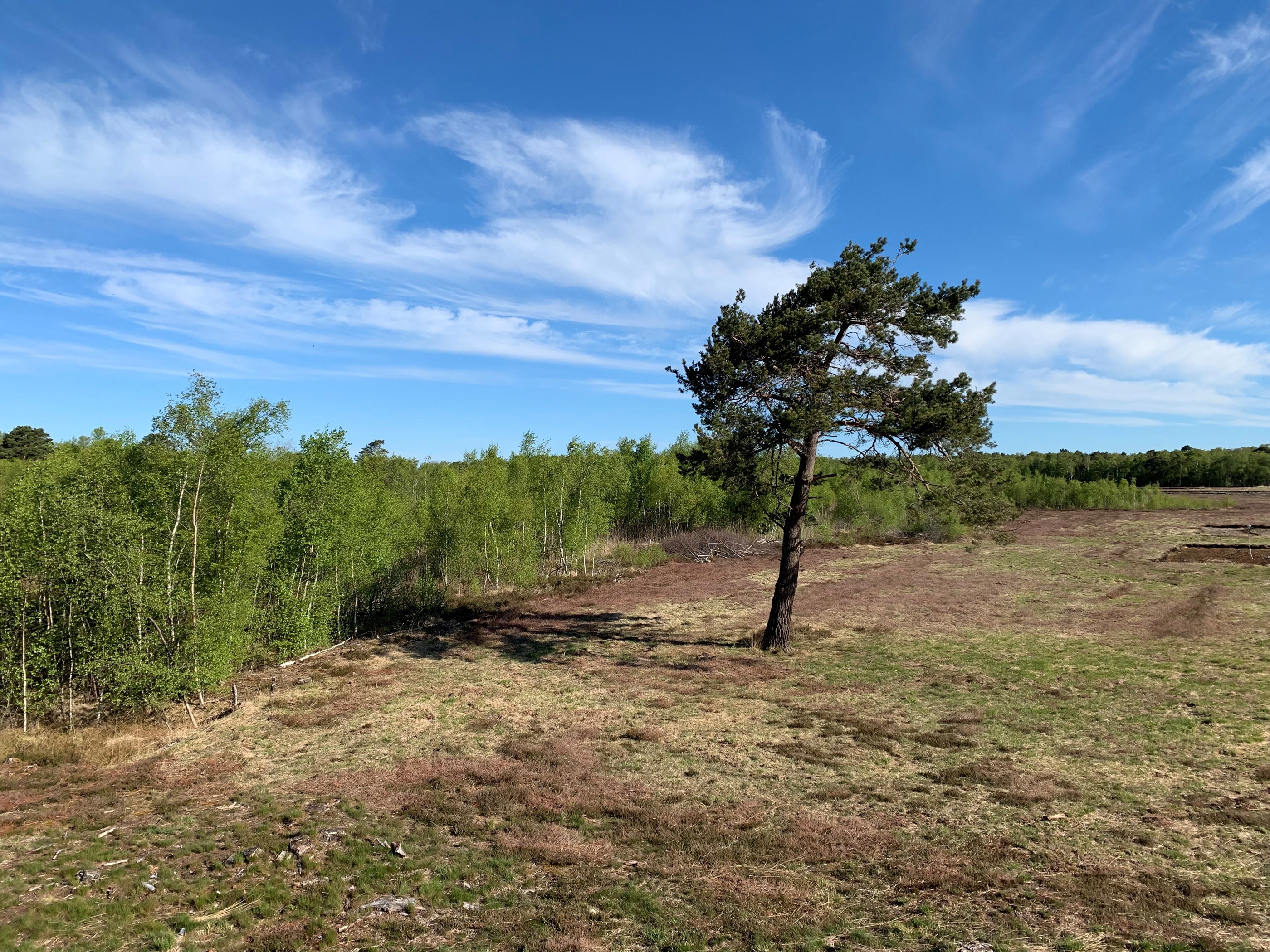 Udsigt over Horreby Lyng